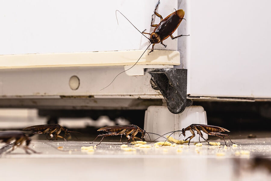 enlever cafards suisse